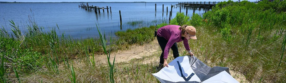 IUP faculty member Chris Schaney and graduate student Lilee Lux spent part of their summer months undertaking a research project that studied the effects and pace of erosion on Saxis, population 167, from the brackish waters of the Chesapeake Bay.